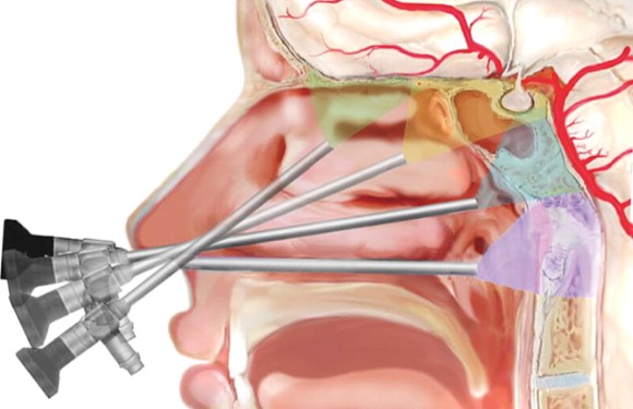 Pituitary Gland Illustration